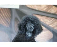 Miniature Poodle puppy | free-classifieds-usa.com - 3