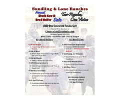 Sundling & Lane Annual Bred Cattle for Sale - Nov 28th | free-classifieds-usa.com - 1