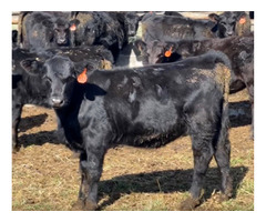 Sundling & Lane Annual Bred Cattle for Sale - Nov 28th | free-classifieds-usa.com - 2