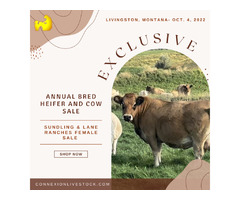 Sundling & Lane Annual Bred Cattle for Sale - Nov 28th | free-classifieds-usa.com - 3