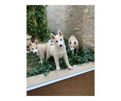 West Siberian Laika puppies | free-classifieds-usa.com - 1