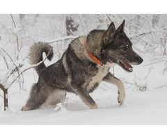 West Siberian Laika puppies | free-classifieds-usa.com - 2