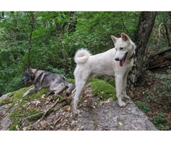West Siberian Laika puppies | free-classifieds-usa.com - 3