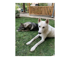 West Siberian Laika puppies | free-classifieds-usa.com - 4