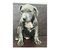 American Pitbull Terrier puppies | free-classifieds-usa.com - 1
