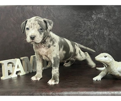 American Pitbull Terrier puppies | free-classifieds-usa.com - 2