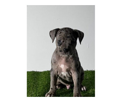 American Pitbull Terrier puppies | free-classifieds-usa.com - 4