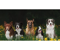 Dog Training Programs | free-classifieds-usa.com - 3