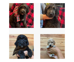 Contact US For The Best Goldendoodle Breeders In Florida | free-classifieds-usa.com - 1