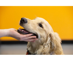 Puppy Training Las Vegas | Puppy School Henderson, NV — Positive Changes Dog Training | free-classifieds-usa.com - 3