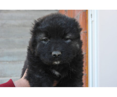 Caucasian Shepherd  Puppies | free-classifieds-usa.com - 3