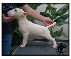 Bull Terrier puppies | free-classifieds-usa.com - 1