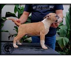 Bull Terrier puppies | free-classifieds-usa.com - 2
