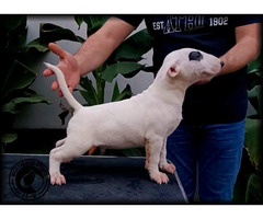Bull Terrier puppies | free-classifieds-usa.com - 3