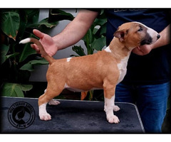 Bull Terrier puppies | free-classifieds-usa.com - 4
