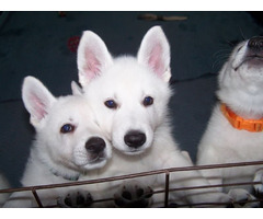 White Swiss Shepherd puppies | free-classifieds-usa.com - 1