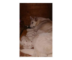 White Swiss Shepherd puppies | free-classifieds-usa.com - 2