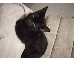 Black kitten free to good home | free-classifieds-usa.com - 1