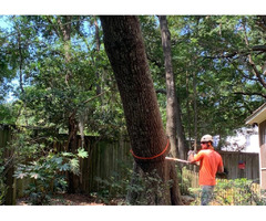Are You Looking For Tree Cutting Services Near Mt Pleasant SC? | free-classifieds-usa.com - 1