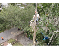 Are You Looking For Mt Pleasant SC Tree Removal Services? | free-classifieds-usa.com - 1