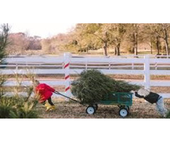 Christmas Tree For Sale in Duluth MN | free-classifieds-usa.com - 1