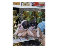 French Bulldog puppies | free-classifieds-usa.com - 1