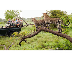 Tanzania vacation Packages  | African vacation Packages – Afrilion Expeditions Limited | free-classifieds-usa.com - 1