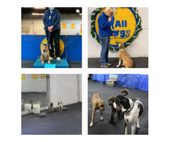 Expert Dog Training in Albany NY | free-classifieds-usa.com - 1