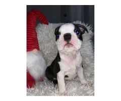 Boston terrier puppies | free-classifieds-usa.com - 3