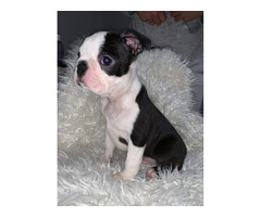 Boston terrier puppies | free-classifieds-usa.com - 4