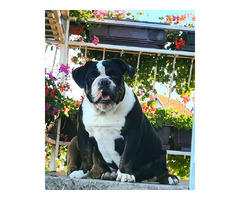 Exotic English Bulldog | free-classifieds-usa.com - 1