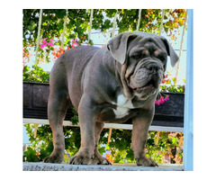 Exotic English Bulldog | free-classifieds-usa.com - 3