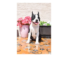 Boston Terrier puppies | free-classifieds-usa.com - 2