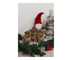 Shiba Inu Puppies | free-classifieds-usa.com - 1