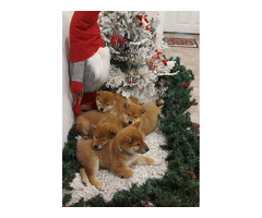 Shiba Inu Puppies | free-classifieds-usa.com - 3