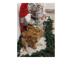 Shiba Inu Puppies | free-classifieds-usa.com - 4