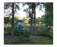 Do You Need Tree Service In Mt Pleasant, SC? | free-classifieds-usa.com - 1