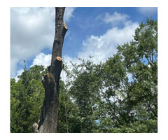 Do You Need Tree Removal In Mt Pleasant, SC | Absolute Trees | free-classifieds-usa.com - 1