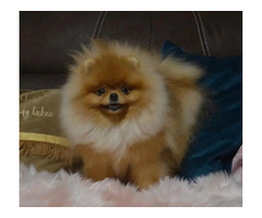 Pomeranians - teddy bear type | free-classifieds-usa.com - 1