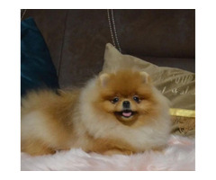 Pomeranians - teddy bear type | free-classifieds-usa.com - 2
