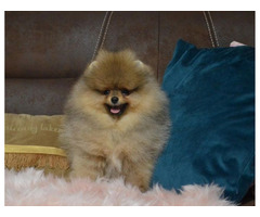 Pomeranians - teddy bear type | free-classifieds-usa.com - 3
