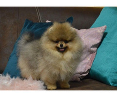 Pomeranians - teddy bear type | free-classifieds-usa.com - 4
