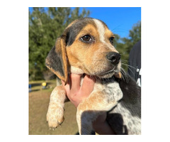 Get In Touch US For Beagles For Sale In Florida | free-classifieds-usa.com - 1