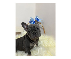 Exotic French Bulldogs | free-classifieds-usa.com - 1