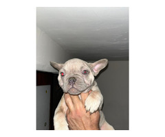Exotic French Bulldogs | free-classifieds-usa.com - 2
