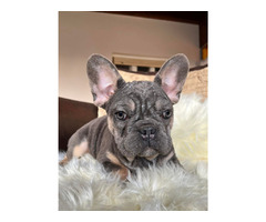 Exotic French Bulldogs | free-classifieds-usa.com - 3