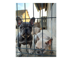Exotic French Bulldogs | free-classifieds-usa.com - 4