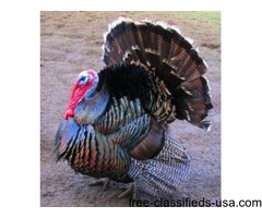 Fresh Turkeys for Thanksgiving | free-classifieds-usa.com - 1