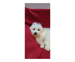 Maltese puppies | free-classifieds-usa.com - 1