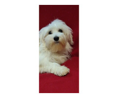 Maltese puppies | free-classifieds-usa.com - 2